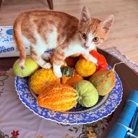 Sarı Paşa..