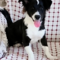 Border collie eğitimli, ücretsiz sahiplendirmee