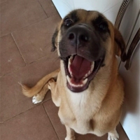 Labrador..