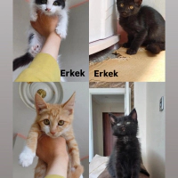 PEŞİNİZDE..