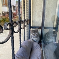FINDIKLAR..