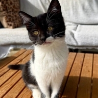 Oreo 3 Ay..