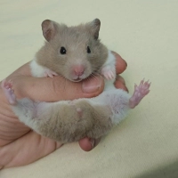 Sahiplendirelecek hamster