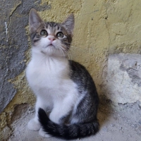 Huyu da kendi de güzel çocuk