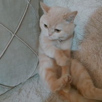 KISIR  AŞ..