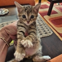 1,5 aylık..
