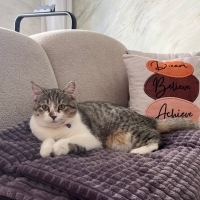 Tombiş kız turta