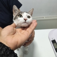 Kaza sonrası tek bacağı ampüte edildi