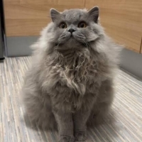 Kedi luna..