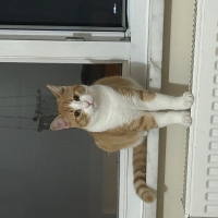 İlgi seven yavru kedi