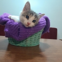 Kardeşler..