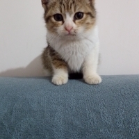 çok tatlı..