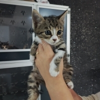 Bir buçuk aylık komik tipli minnacık tatlı mı tatlı yavru🧿🐱