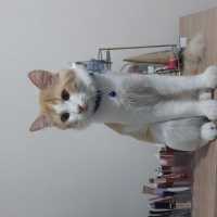 temas bağ..