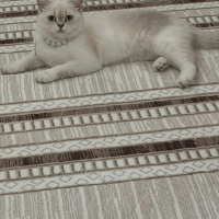 Beyaz mavi gözlü uysal