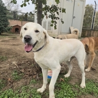 Labrador..