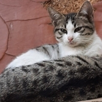 Küçük Mer..