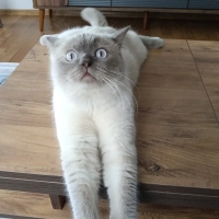 Boyun kıs..