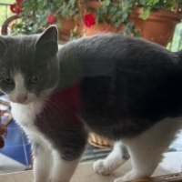 British shorthair kırması iki aylık güzellik
