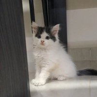 2 aylık mırıltısı ile huzur veren oglan ömürlük ailesini arıyor