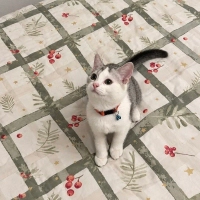 🐾 Sevimli ve Oyuncu Minik Dostumuza Sıcak Bir Yuva 🏡