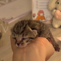 Minicik Bir Bebek