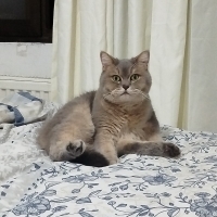 Sokaktan bulundu kocaman bir tüy yumağı