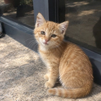 1.5 aylık turuncu kedi