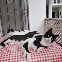 3 tatlıla..