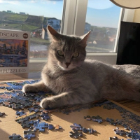 5 yaşında gri tekir kedi