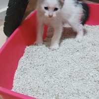 6 haftalık yavru kedi