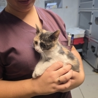 5 aylık Calico yavru kedi, dünya tatlısı, kısırlaştırması bizden