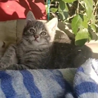 Sokağa At..