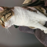 5 yasinda tekir kedi