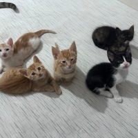 5’li çete.5 ya...