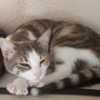 Tekir kedi - y...