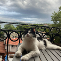 Yuva aranıyor...