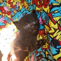 Zeytin 1 aylık dişi