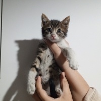 1,5 aylık annesiz kalmış yavruya acil yuva aranıyor