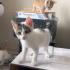 Pamuk Gibi Siyah Beyaz Minik Aşkını Arıyor❤️