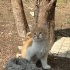 cesur bebek yuva arıyor