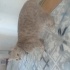 Kedi güzeli side