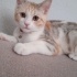 Aşıları tam melez kedi eşyalarıyla birlikte ücretsiz sahiplendirme