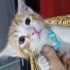 Behlül yuva arıyor 🐾