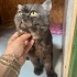 1 buçuk yaşında erkek British shorthair İzmir içi yuva arıyoruz