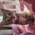 Kedi yuva ilanı