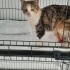 AMPÜTE KEDİMİZ YUVA ARIYOR