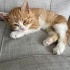 YAVRU KEDİMİZE YUVA ARIYORUZ