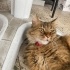 GÜZEL VE UYSAL KEDİCİĞE YUVA ARIYORUZ