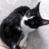 Konuşkan smokin tatlışş dişi kedi